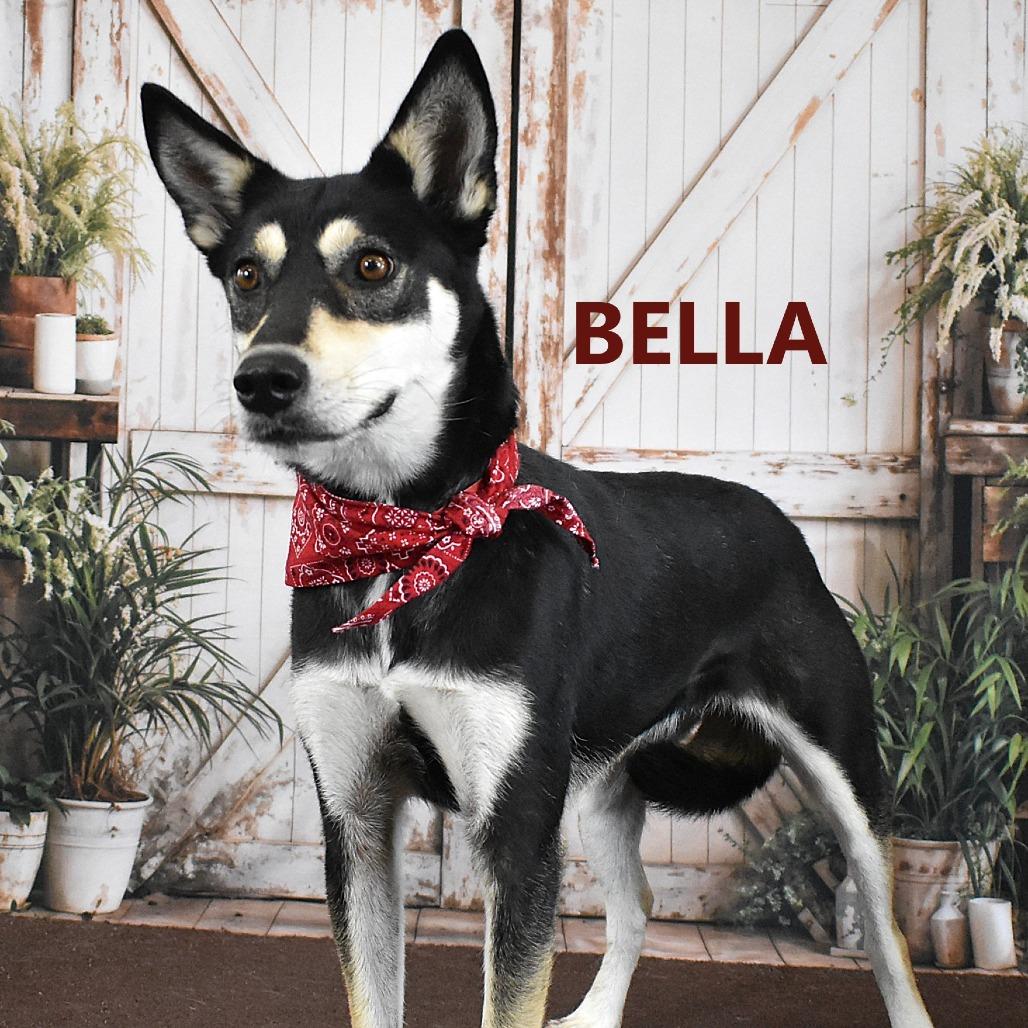 Enlarge Bella, a Adoptable mixed breed in Yuma, AZ image 1/1
