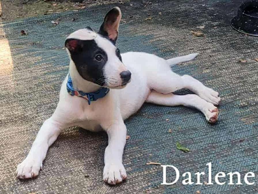 Darlene (ao) thumbnail 2