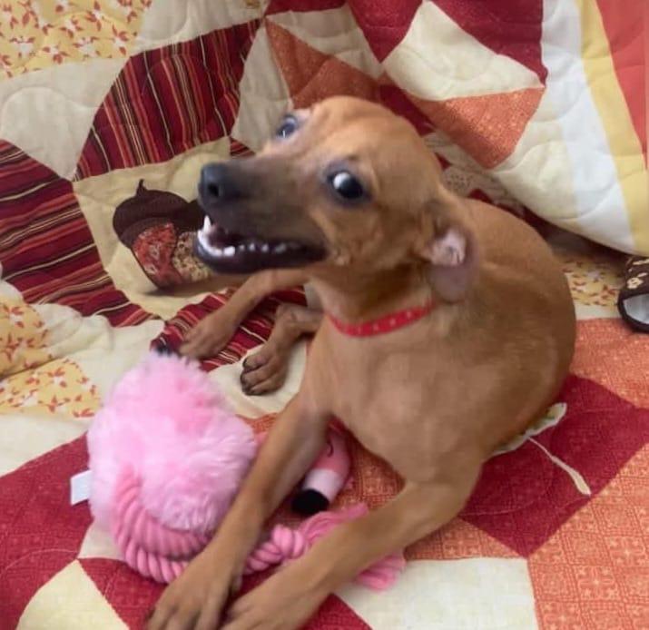 Nana, Adoptable, Puppy Female Chihuahua.