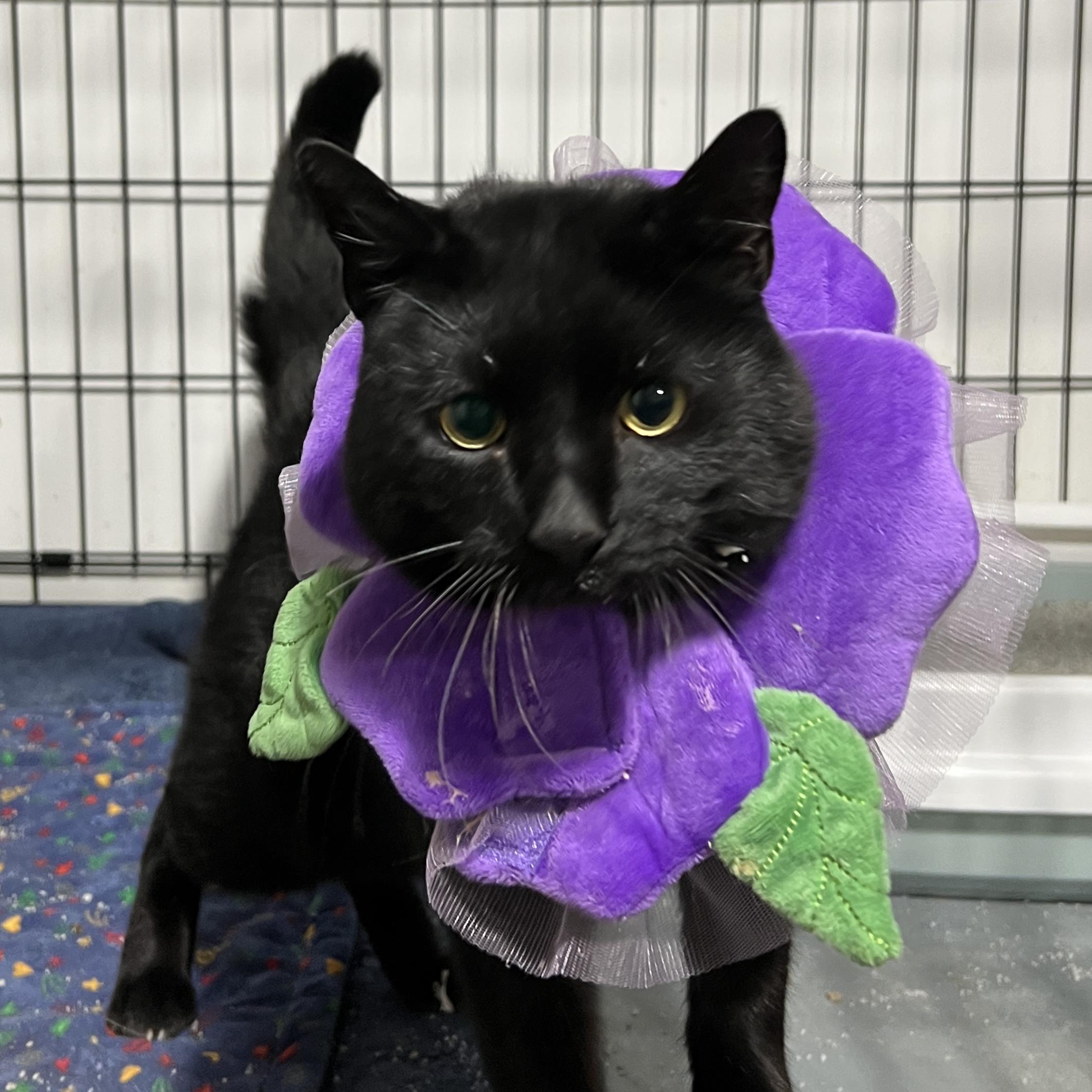 Enlarge Irving, a Adoptable Domestic Short Hair in Brentwood, NH image 2/2