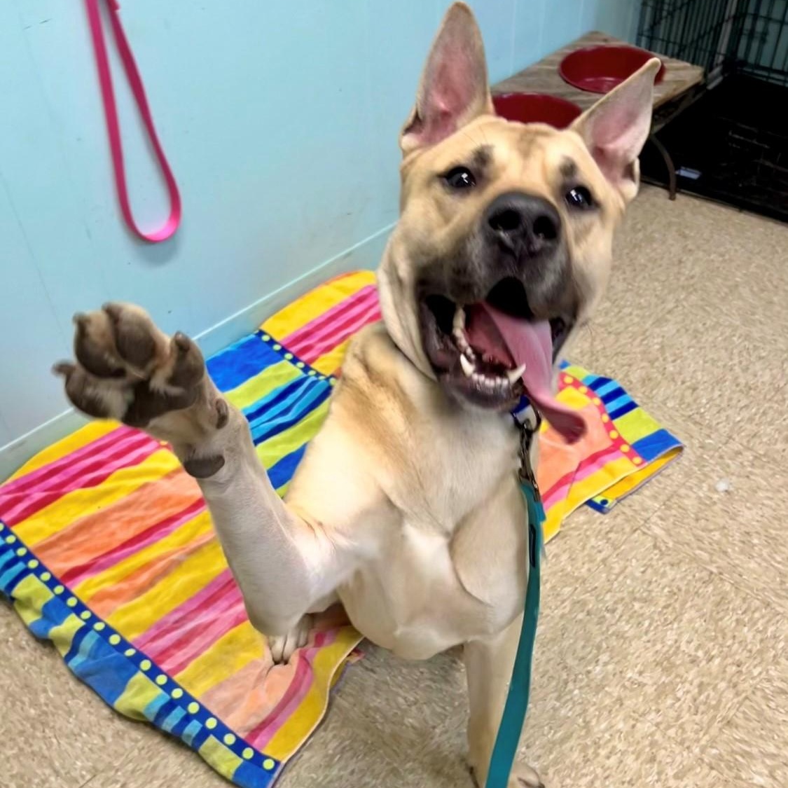 Tristan, a Adoptable Mixed Breed in Brookhaven, NY image 2/5