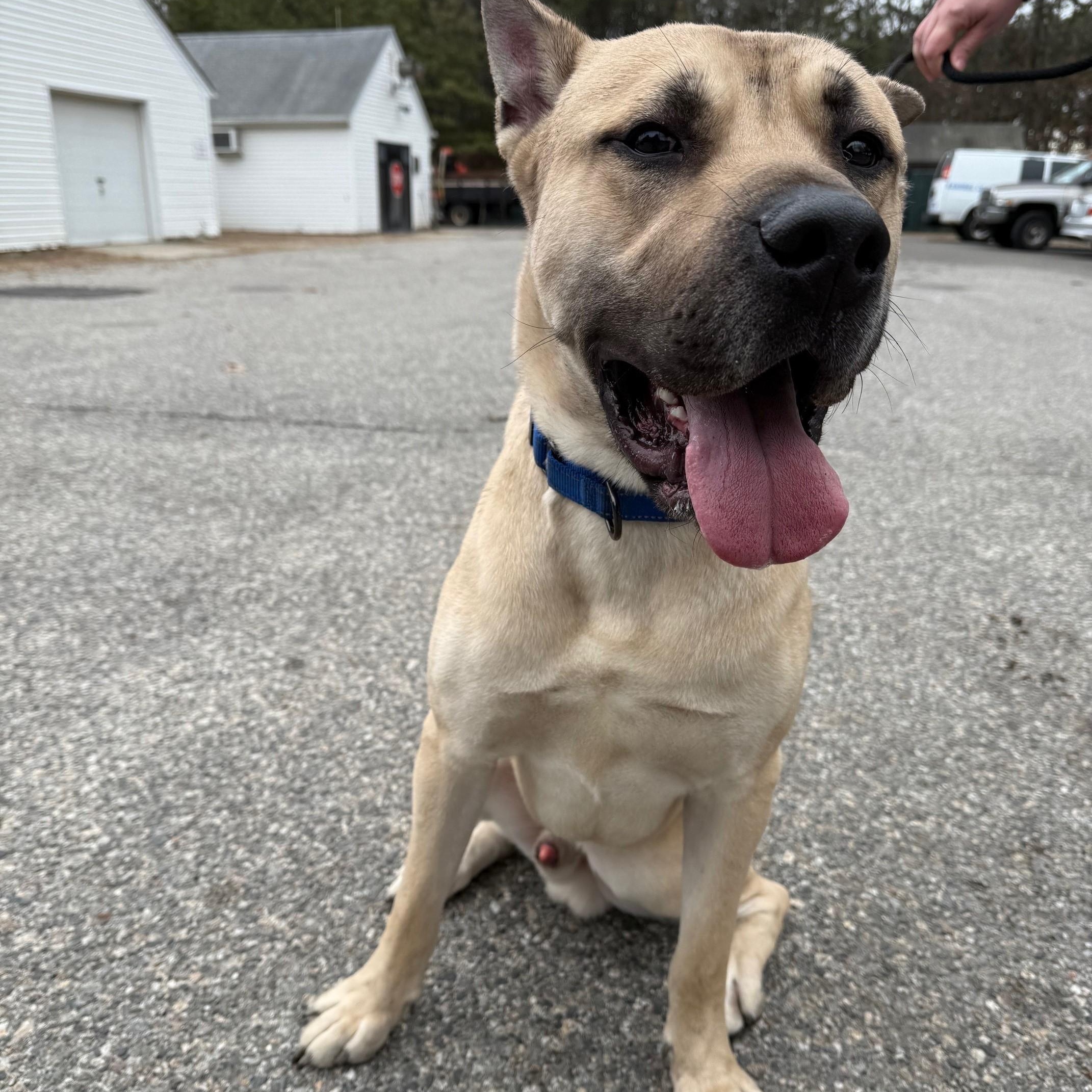 Tristan, a Adoptable Mixed Breed in Brookhaven, NY image 3/5