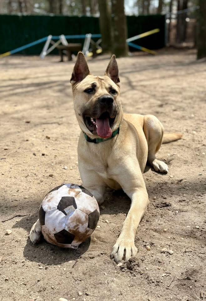 Tristan, Adoptable, Young Male Mixed Breed.