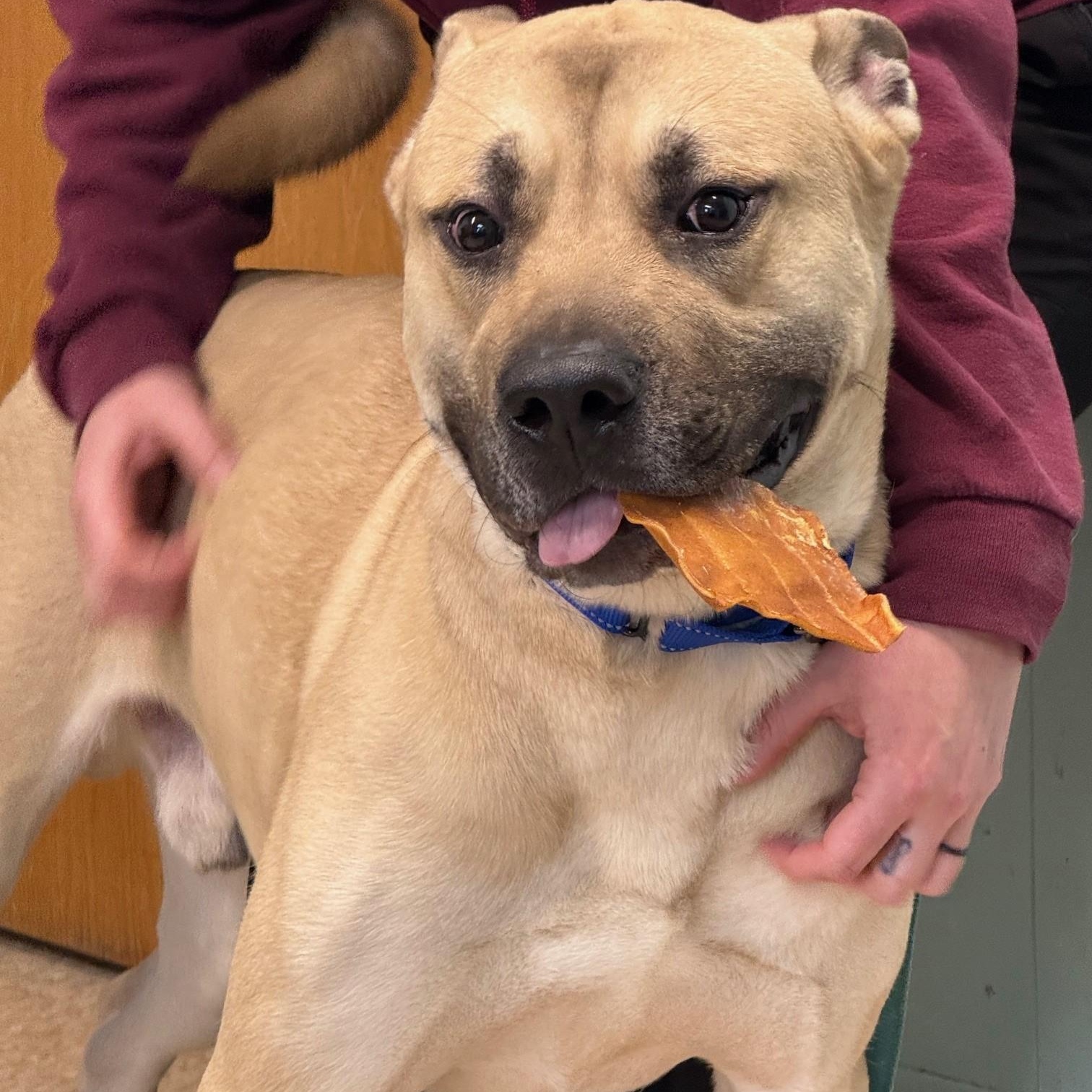 Tristan, a Adoptable Mixed Breed in Brookhaven, NY image 4/5