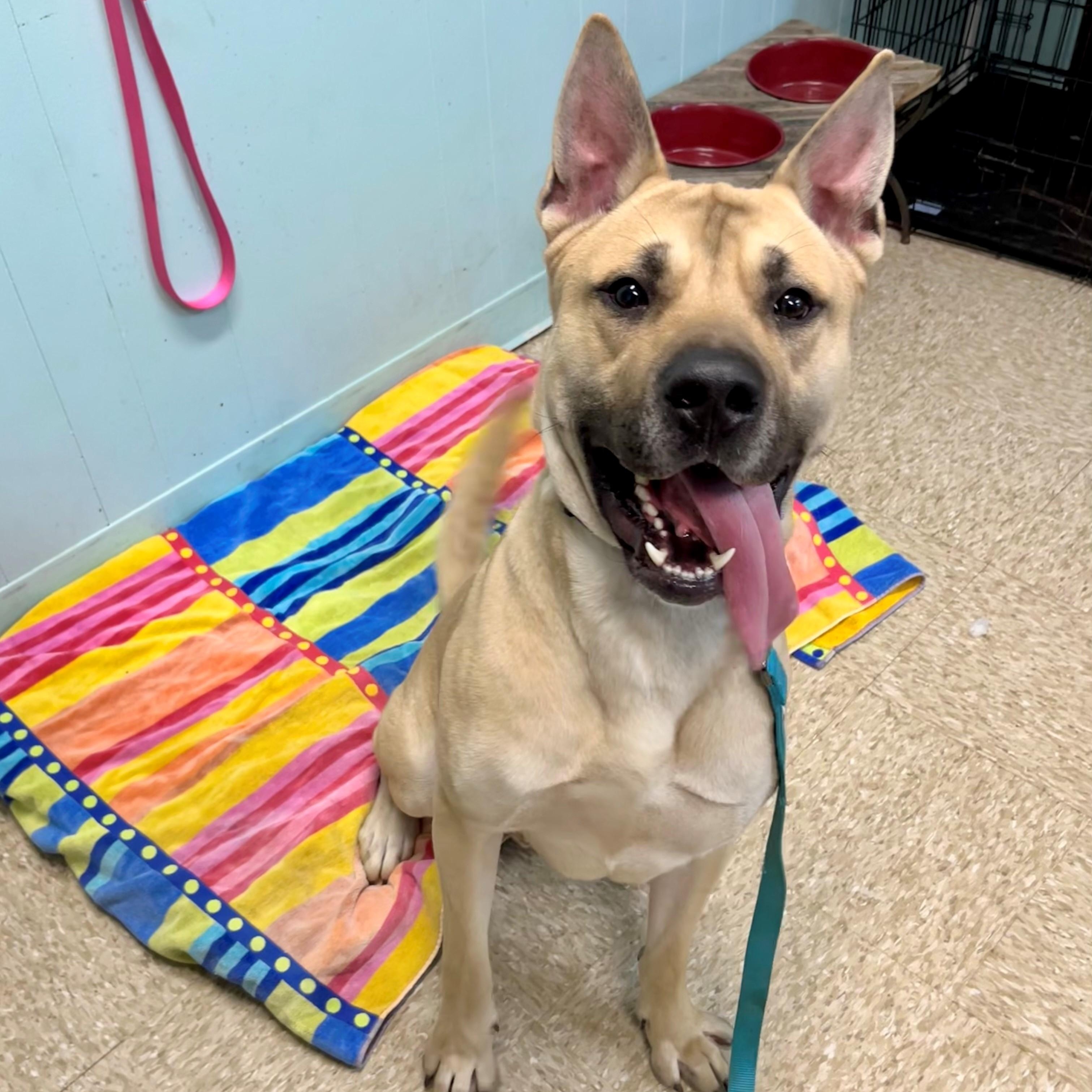 Tristan, a Adoptable Mixed Breed in Brookhaven, NY image 5/5