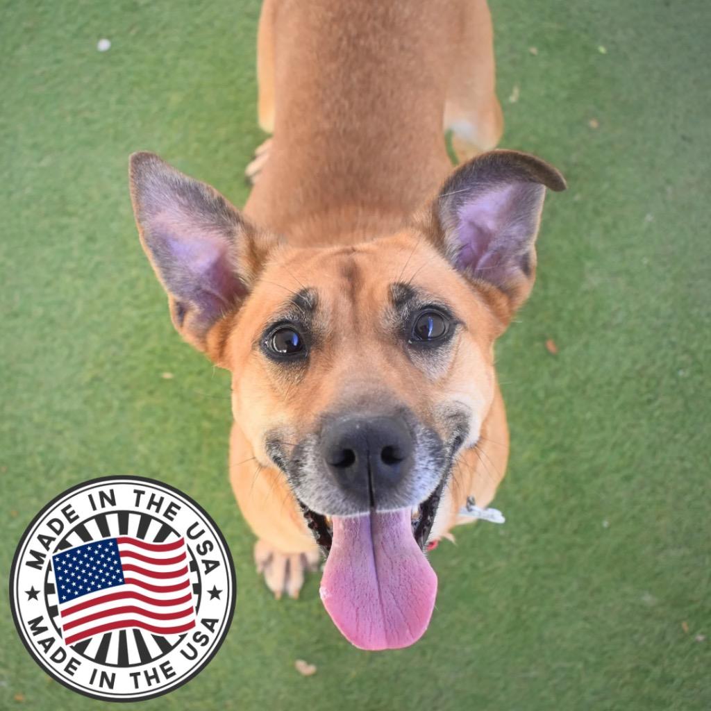 Harley, Adoptable, Adult Female Mixed Breed.