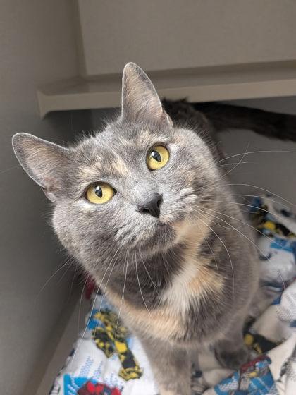 Enlarge Meringue, a Adoptable mixed breed in Divide, CO image 1/1