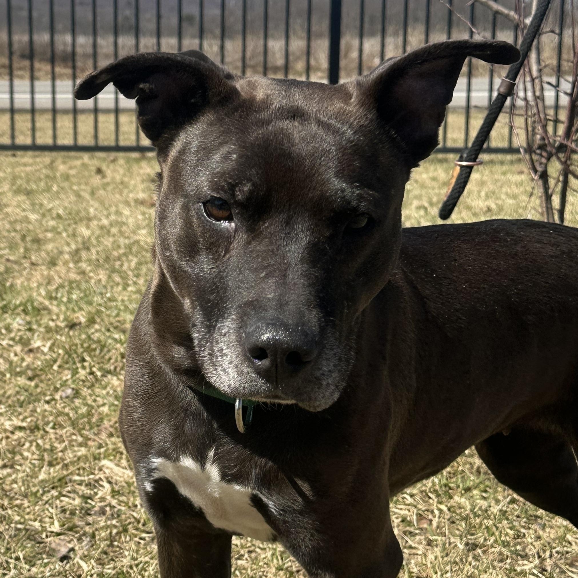 Mia, adoptable, Adult Female Pit Bull Terrier.