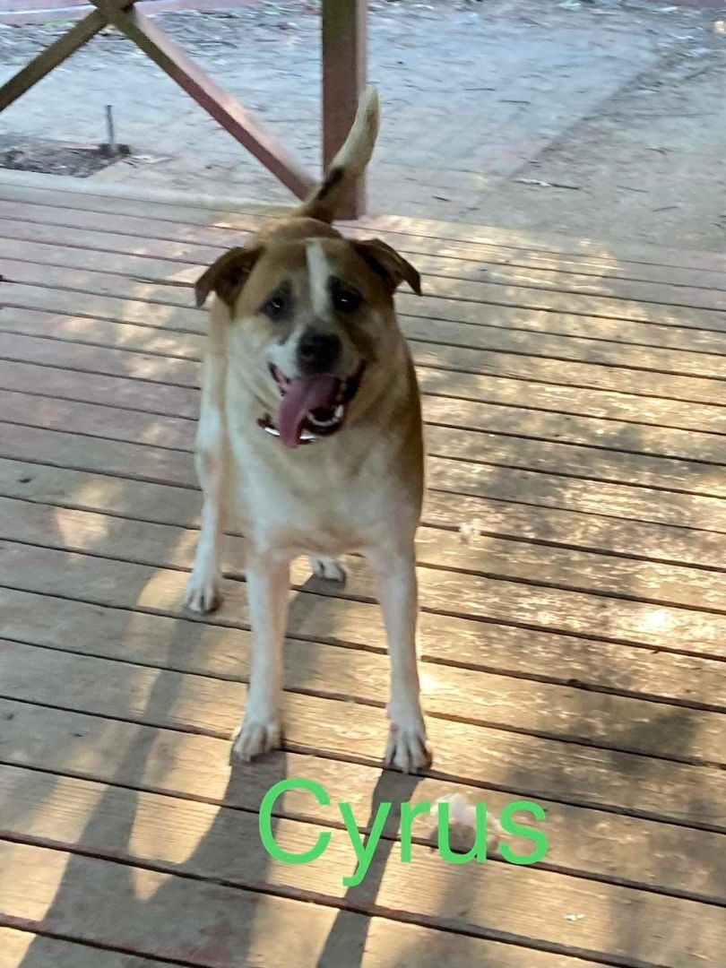 Cyrus photo 3