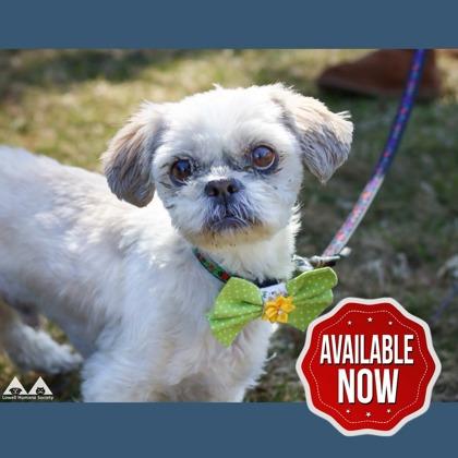 Enlarge Toby, a Adoptable Shih Tzu in Lowell, MA image 1/3