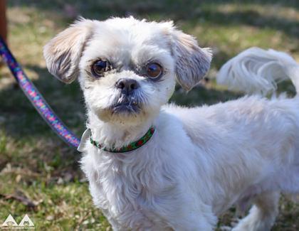 Enlarge Toby, a Adoptable Shih Tzu in Lowell, MA image 2/3