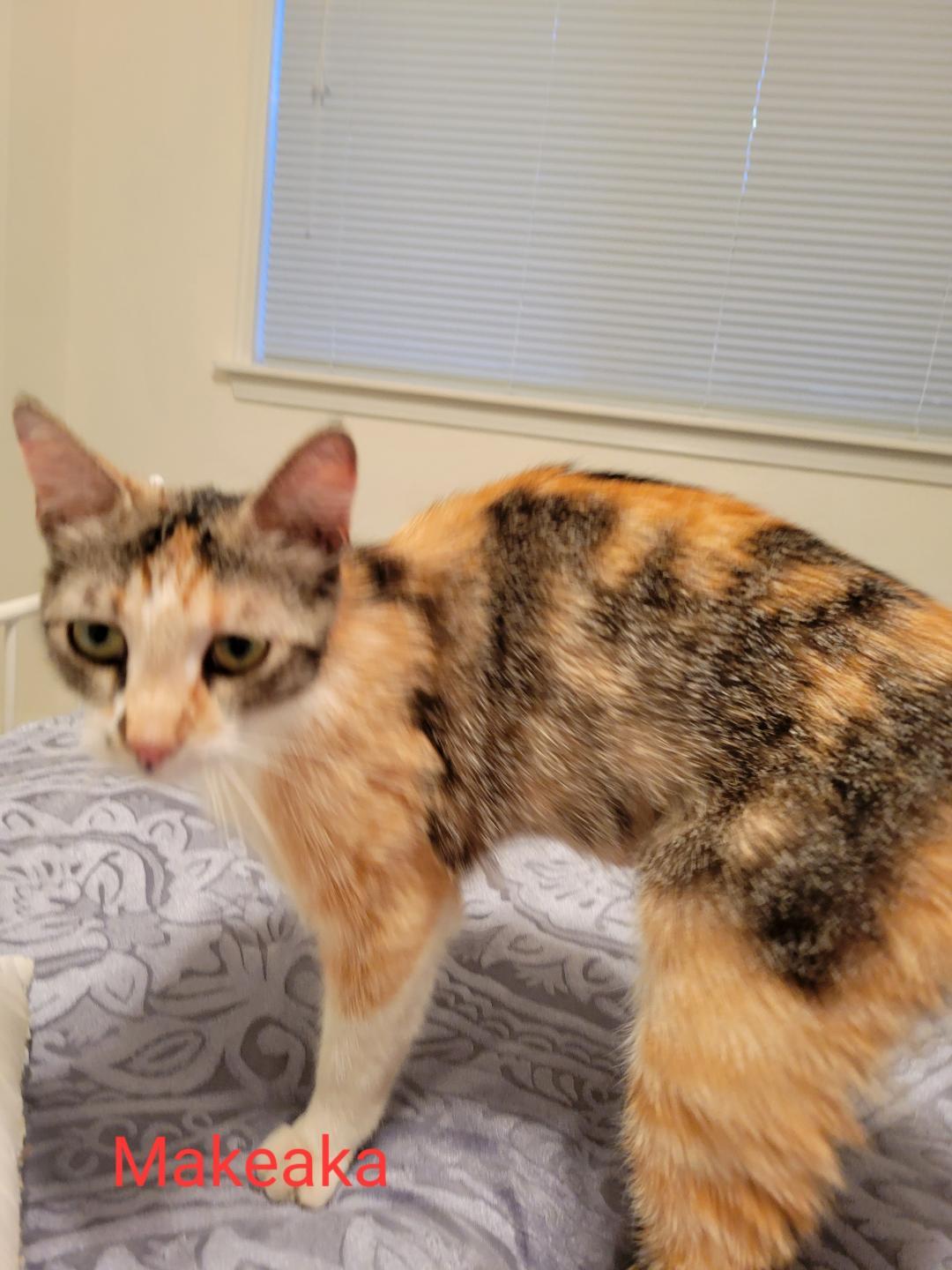 Enlarge Makeala, a Adoptable mixed breed in Las Cruces, NM image 2/3