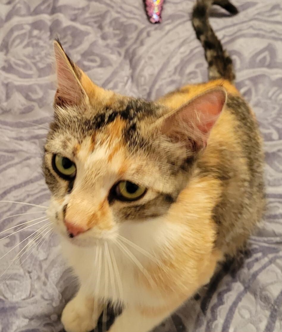 Enlarge Makeala, a Adoptable mixed breed in Las Cruces, NM image 1/3