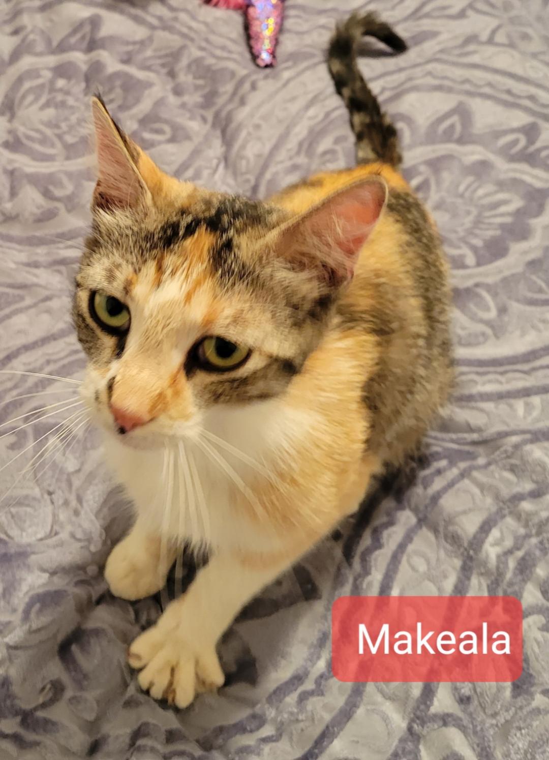 Enlarge Makeala, a Adoptable mixed breed in Las Cruces, NM image 3/3