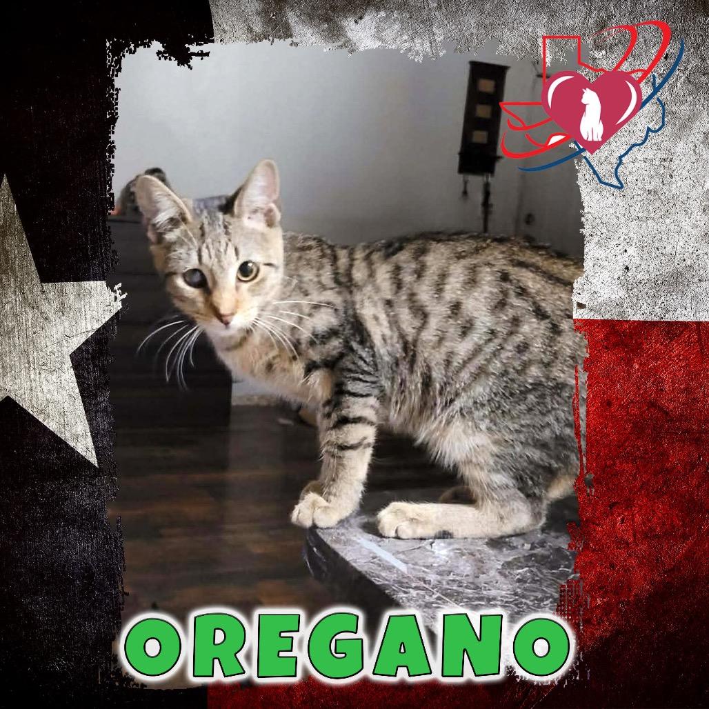 Enlarge Oregano, a Adoptable Domestic Short Hair in Kingman, AZ image 1/1