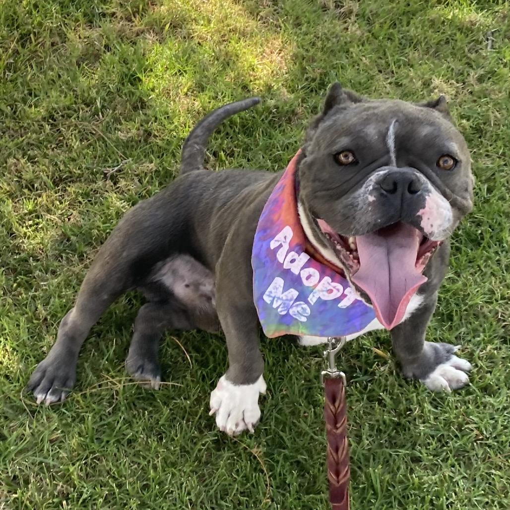 Frogger, a Adoptable Pit Bull Terrier in Los Angeles, CA image 1/6