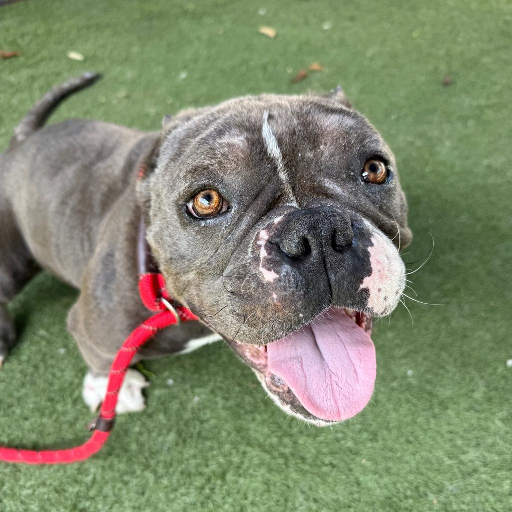 Frogger, a Adoptable Pit Bull Terrier in Los Angeles, CA image 2/6