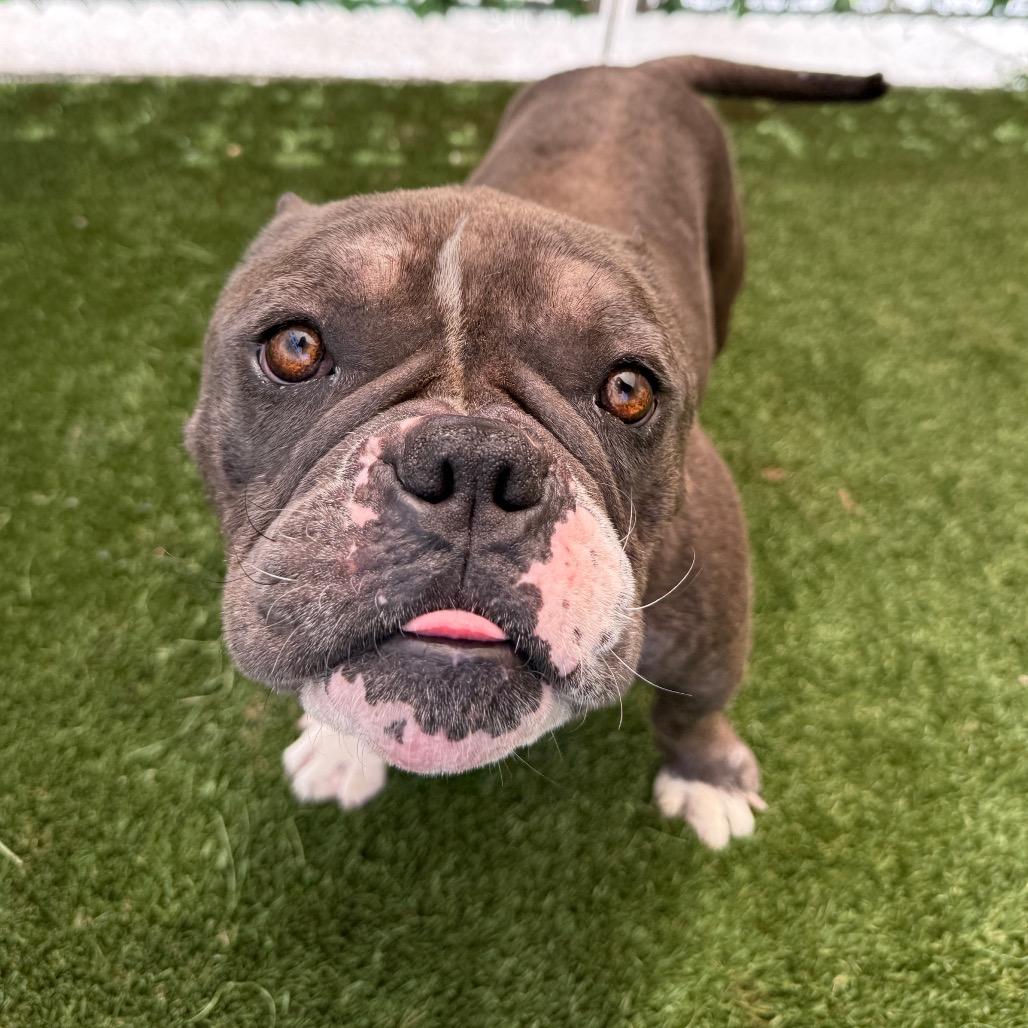 Frogger, a Adoptable Pit Bull Terrier in Los Angeles, CA image 3/6