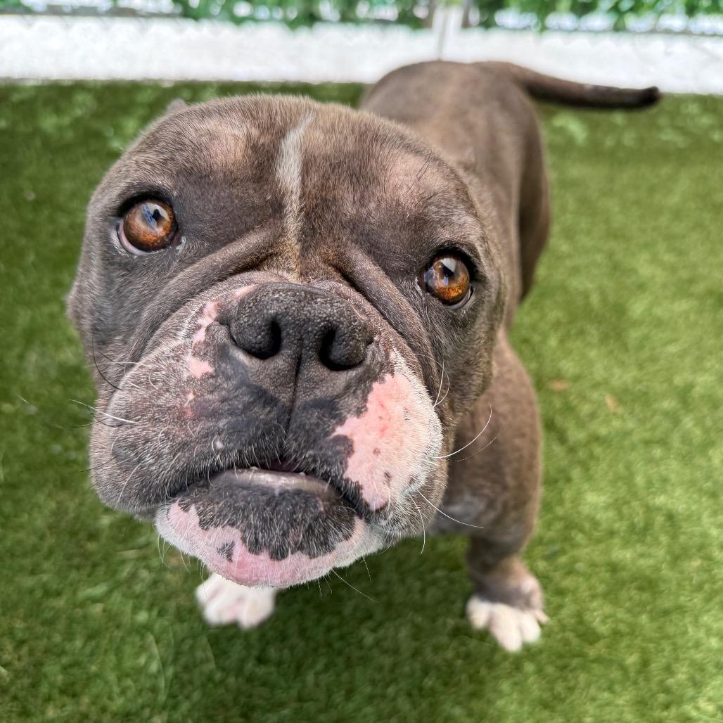 Frogger, a Adoptable Pit Bull Terrier in Los Angeles, CA image 4/6
