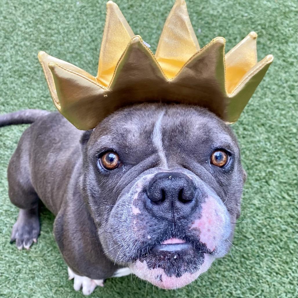 Frogger, a Adoptable Pit Bull Terrier in Los Angeles, CA image 5/6
