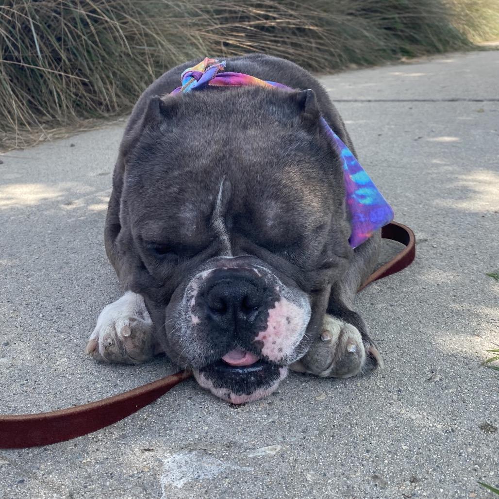 Frogger, a Adoptable Pit Bull Terrier in Los Angeles, CA image 6/6