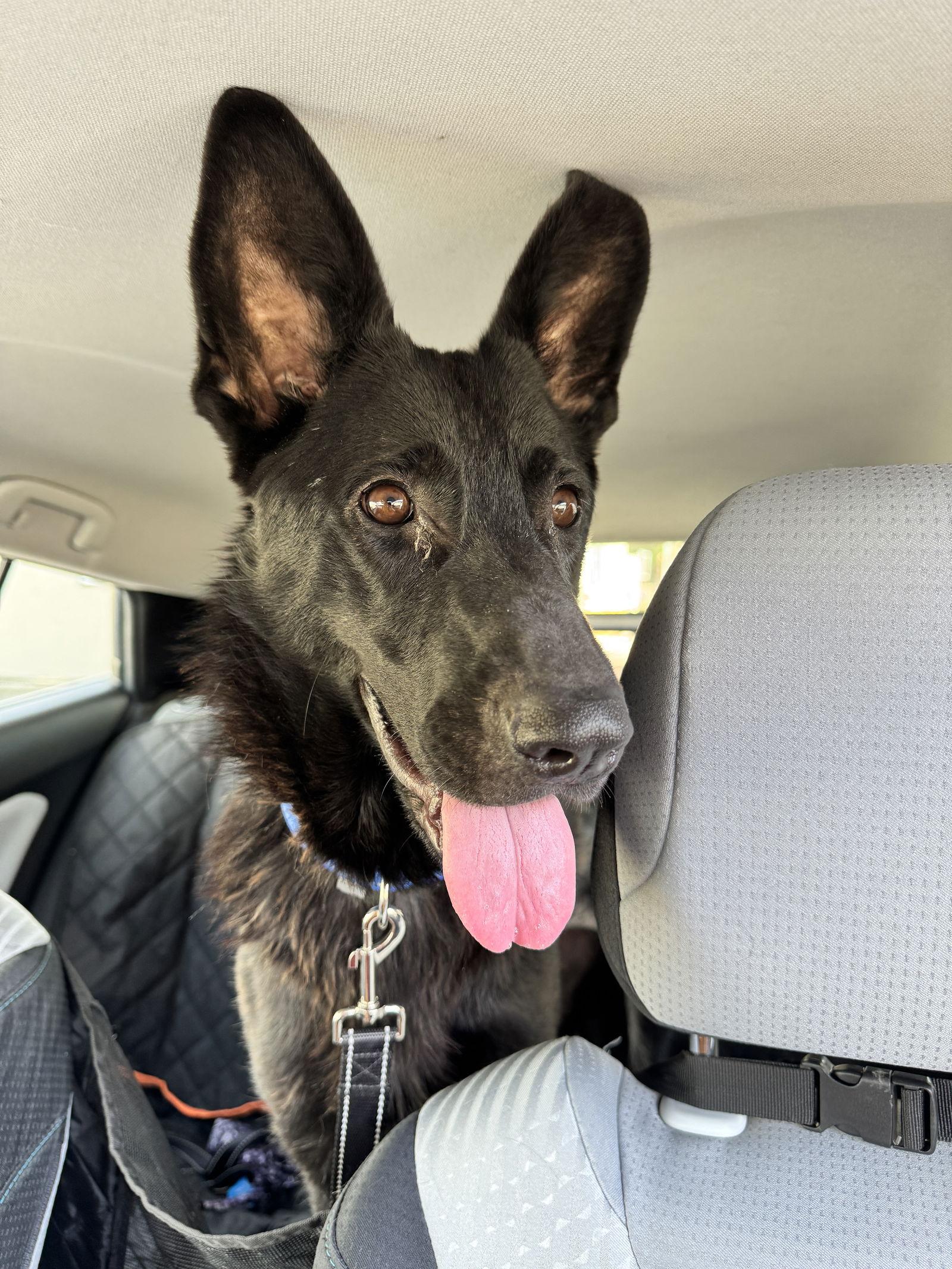 Susie, a Adoptable German Shepherd Dog in Sparks, NV image 1/2