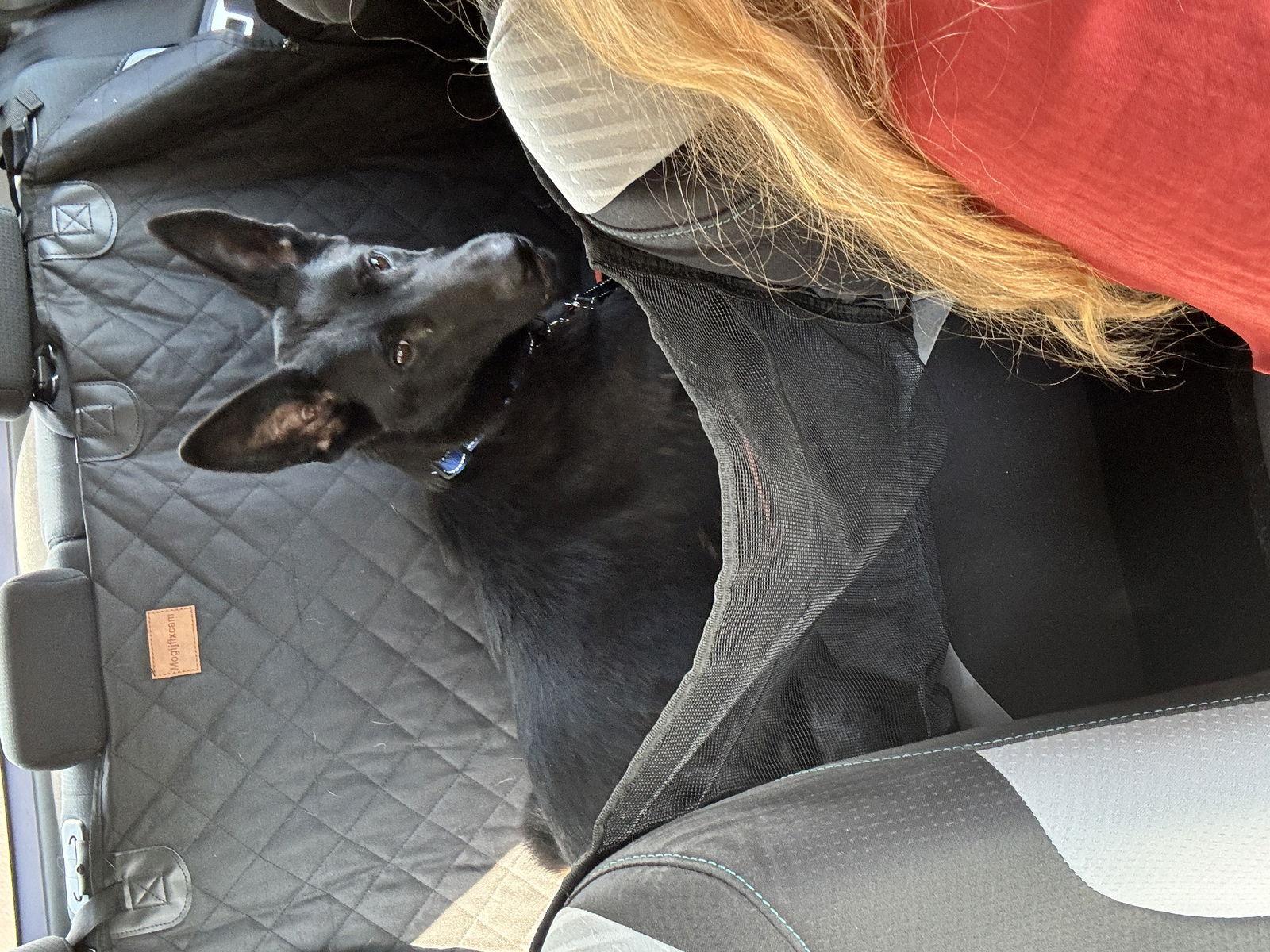 Susie, a Adoptable German Shepherd Dog in Sparks, NV image 2/2