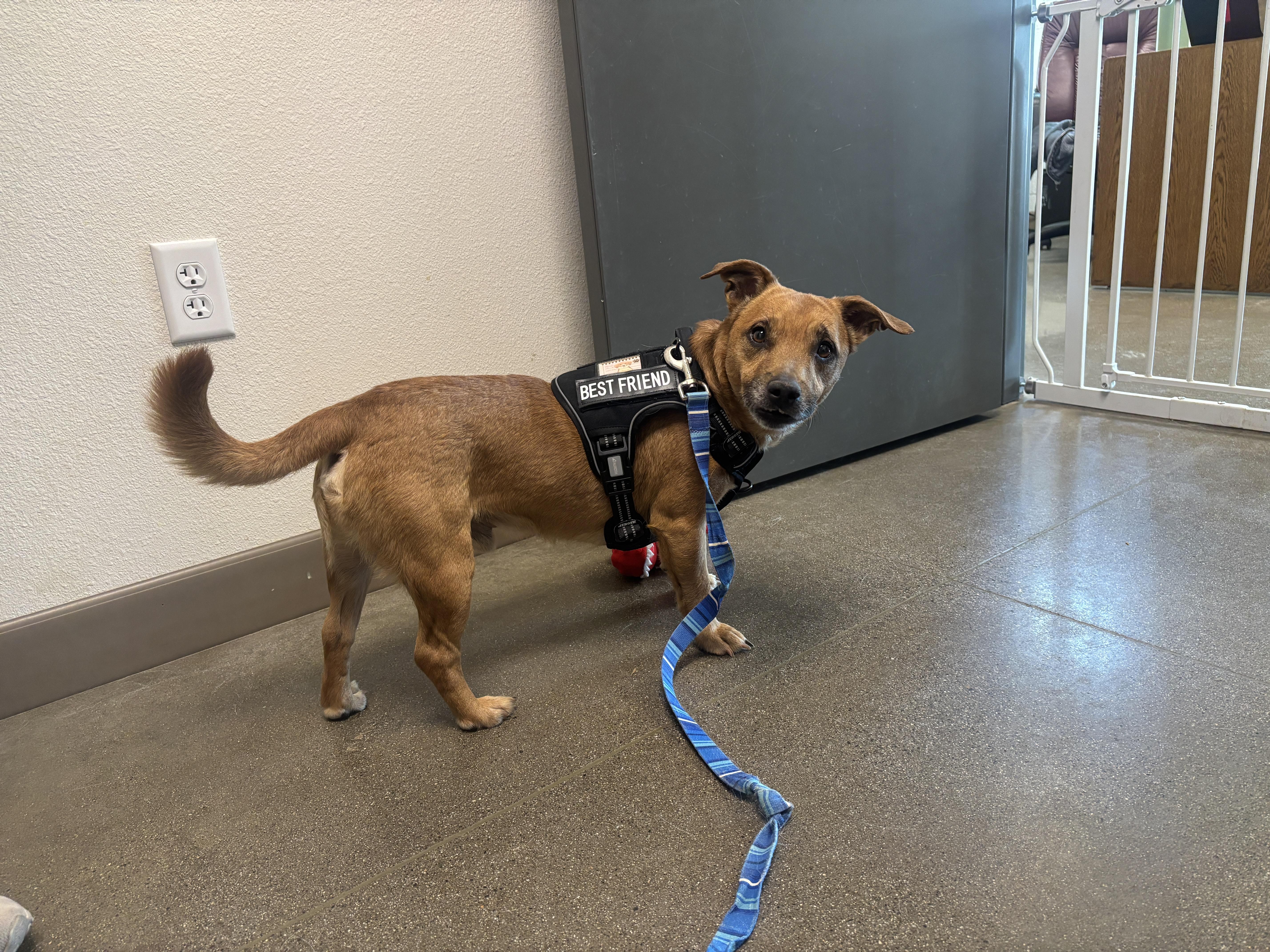 Enlarge Howie, a Adoptable mixed breed in Chico, CA image 1/2