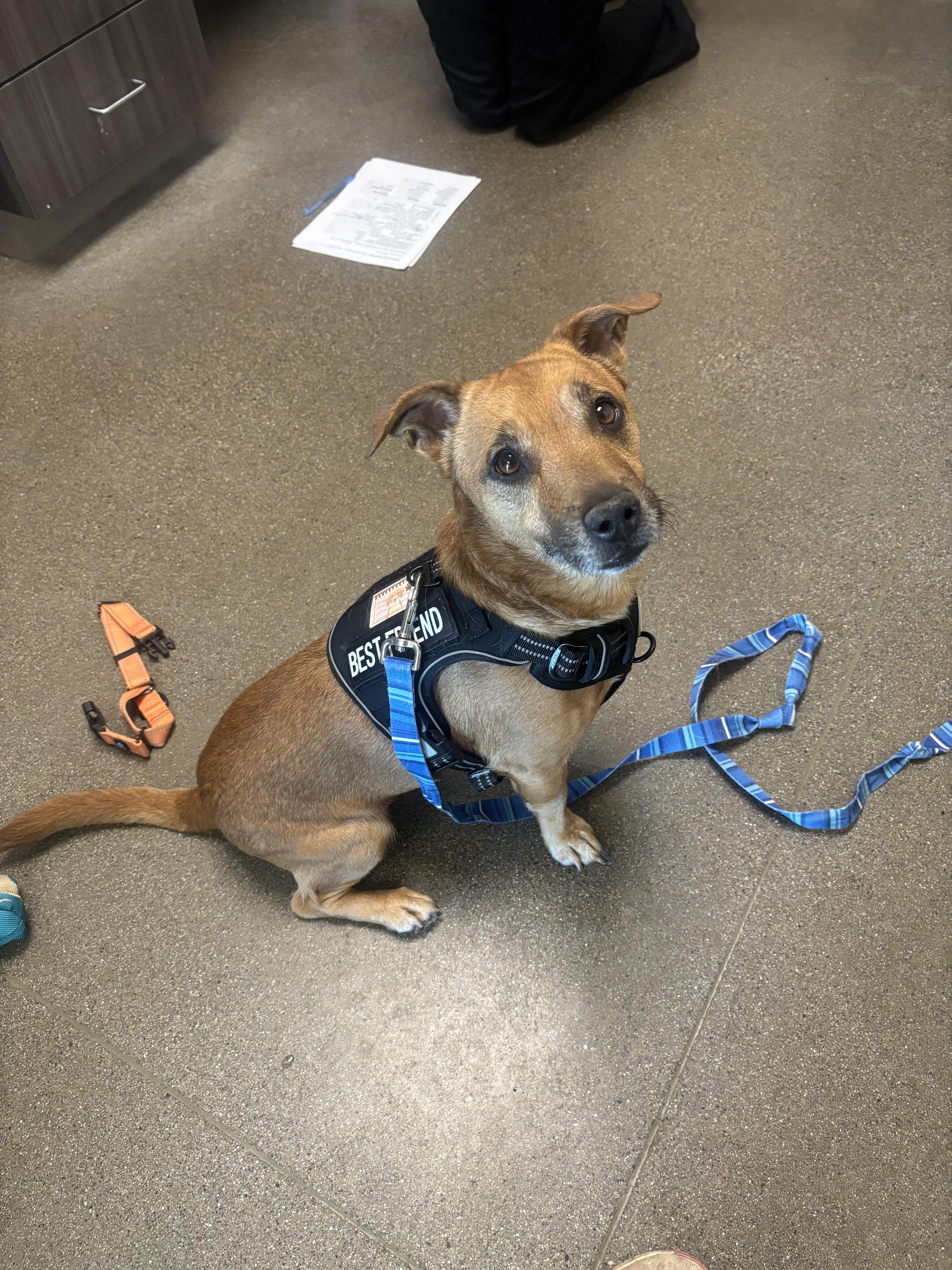 Enlarge Howie, a Adoptable mixed breed in Chico, CA image 2/2