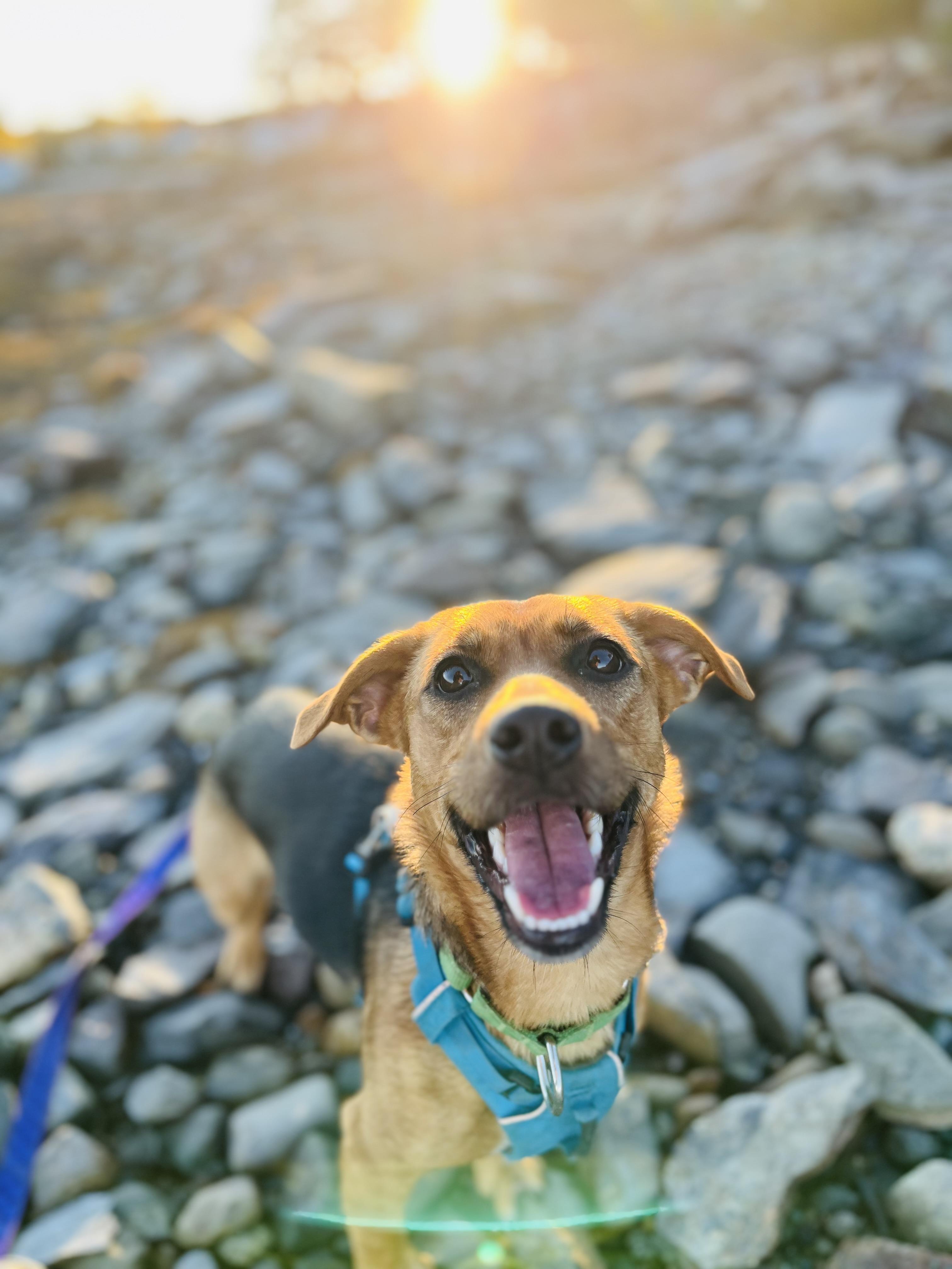 Roxy, Adoptable, Young Female Dachshund & Beagle.