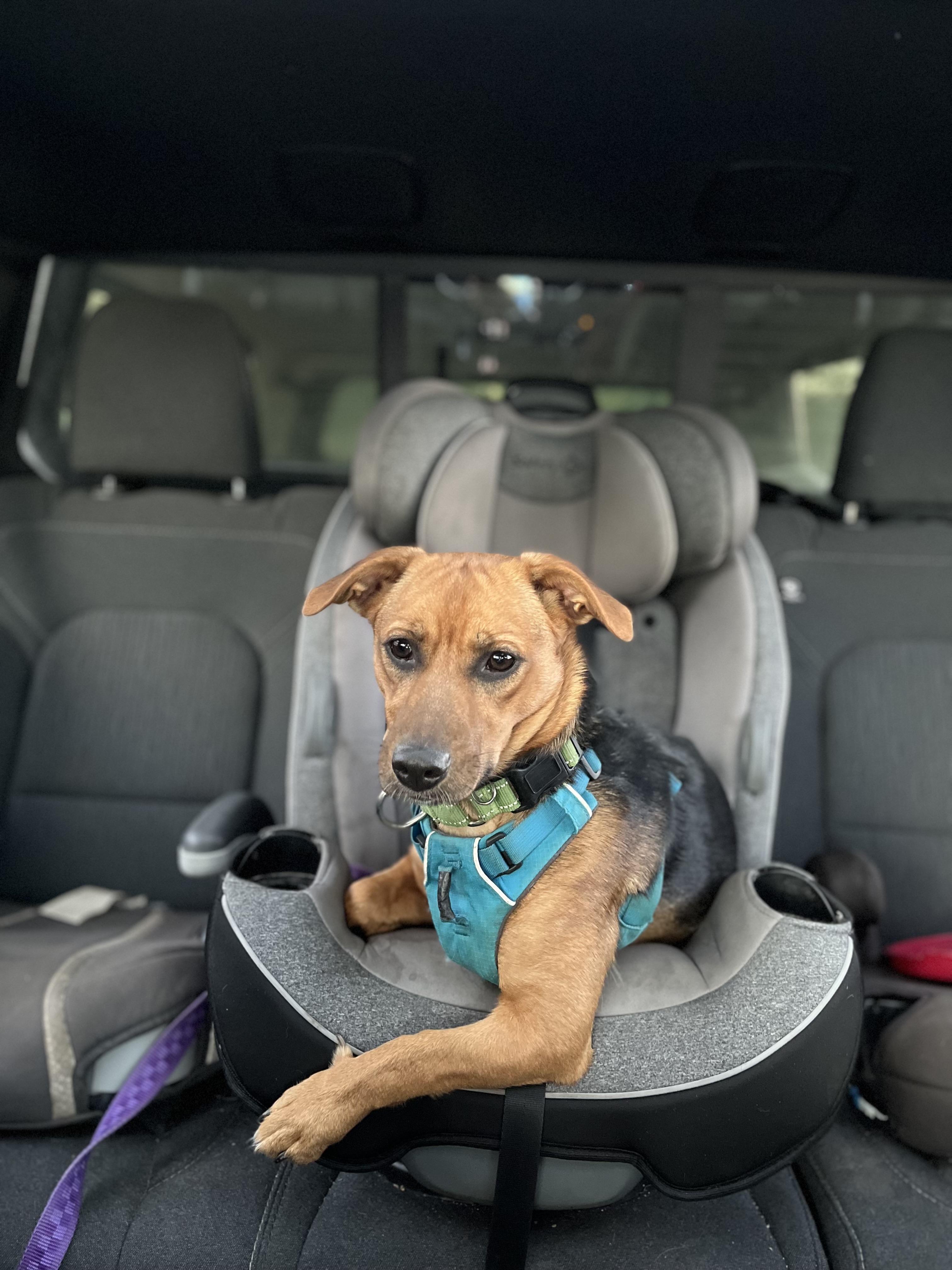 Enlarge Roxy, a Adoptable mixed breed in Stockton Springs, ME image 2/5