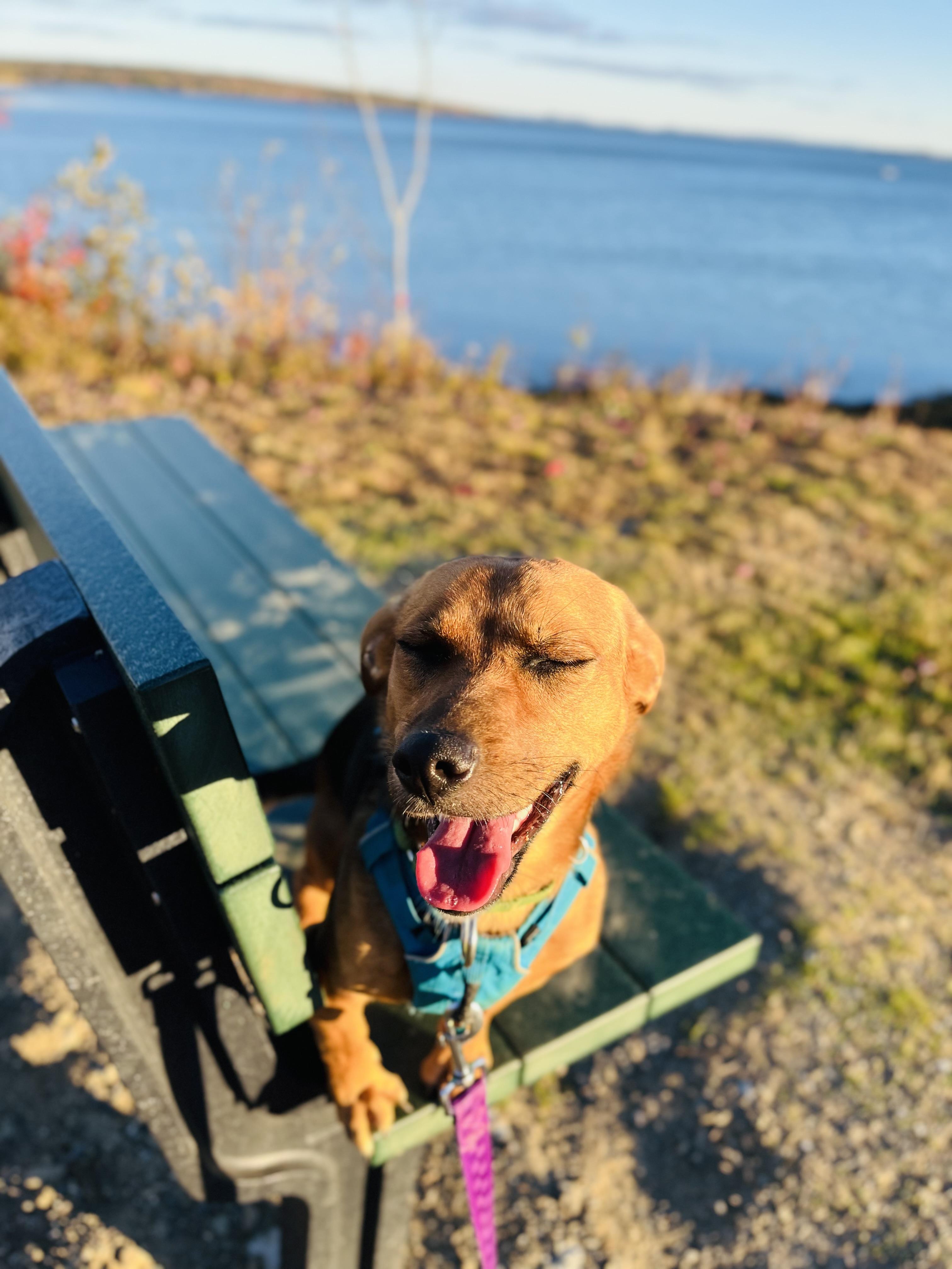 Enlarge Roxy, a Adoptable mixed breed in Stockton Springs, ME image 3/5