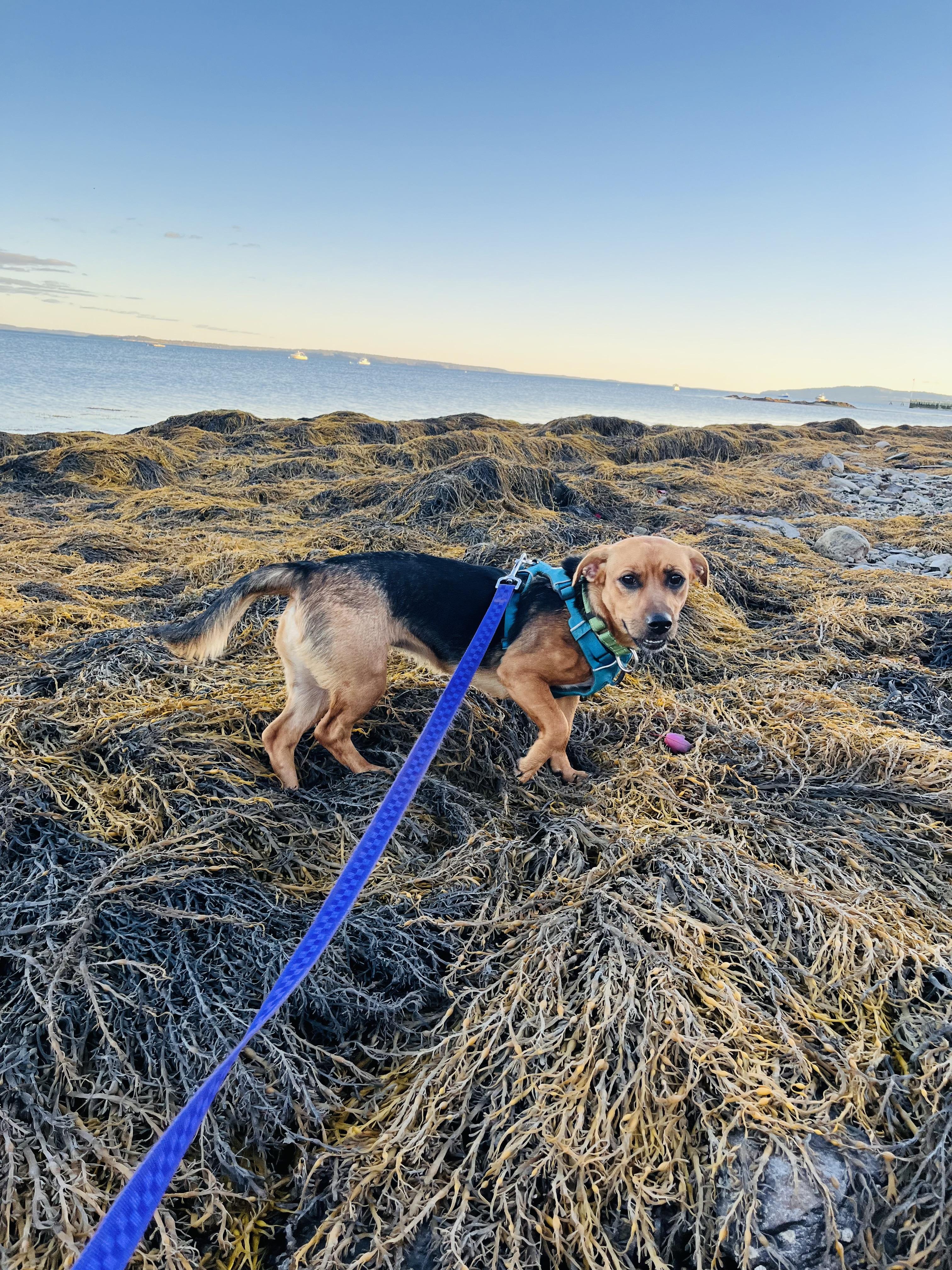 Enlarge Roxy, a Adoptable mixed breed in Stockton Springs, ME image 4/5