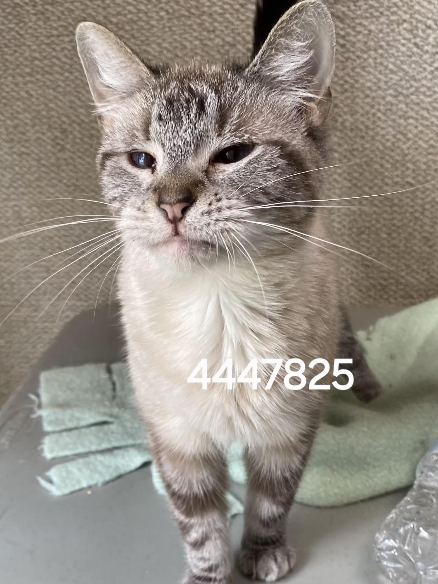 Enlarge 4447825, a ADOPTABLE Siamese in Lees Summit, MO image 1/1