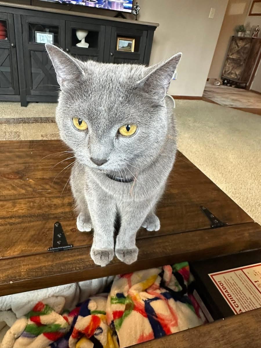 Enlarge Maggie, a Adoptable Domestic Short Hair in Elyria, OH image 1/4