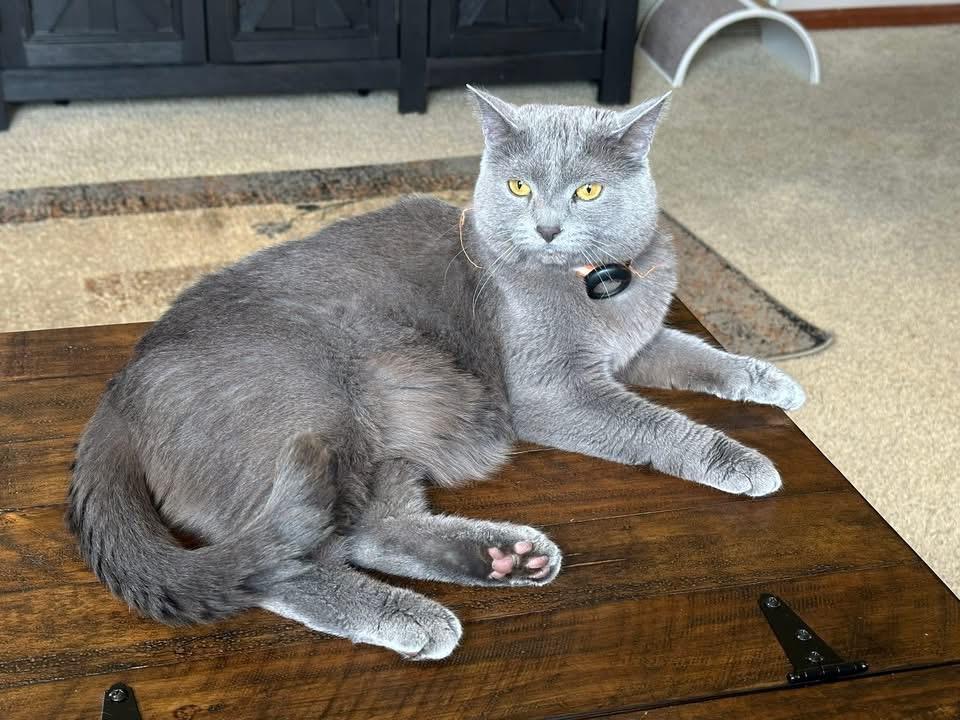 Enlarge Maggie, a Adoptable Domestic Short Hair in Elyria, OH image 2/4