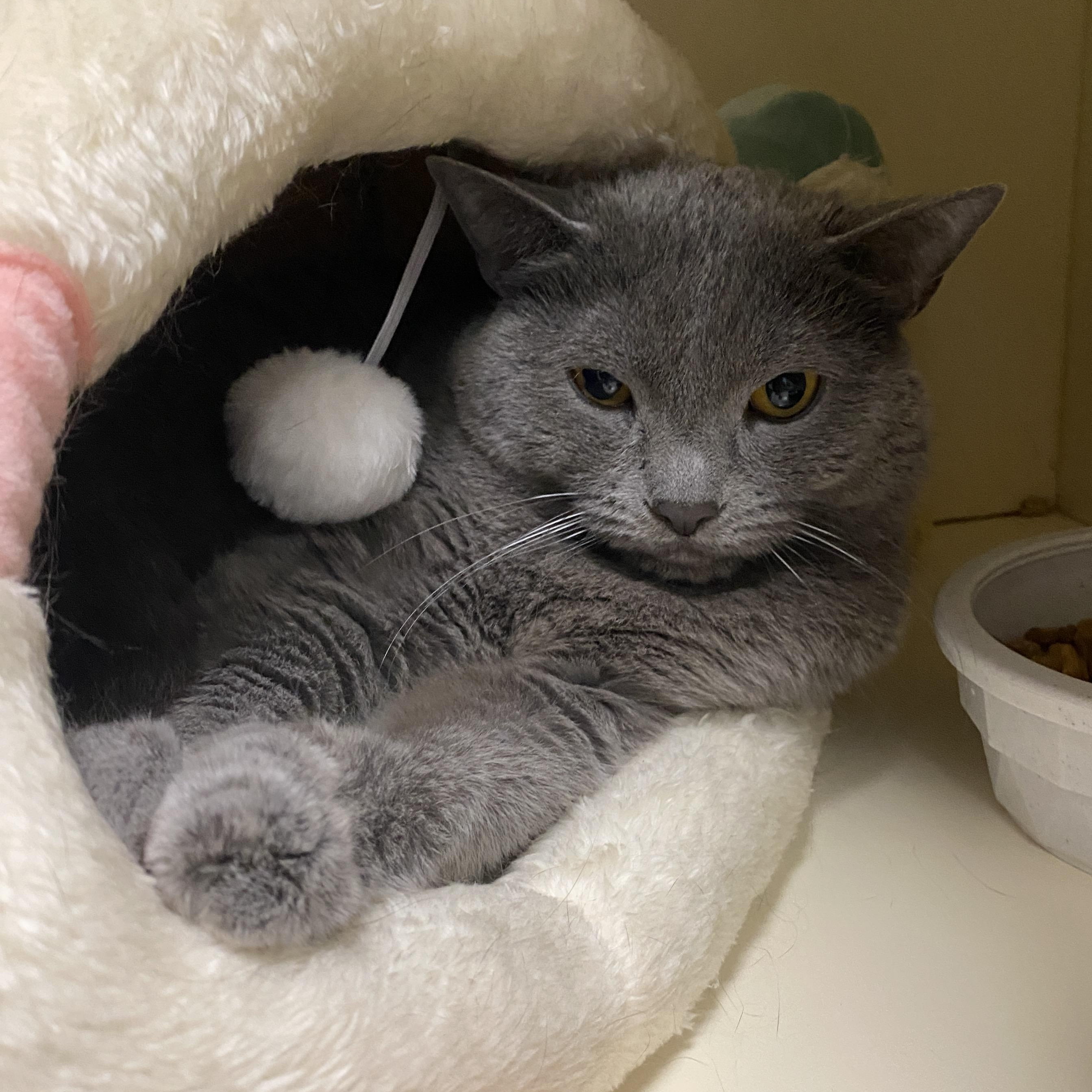 Maggie, adoptable, Adult Female Domestic Short Hair.