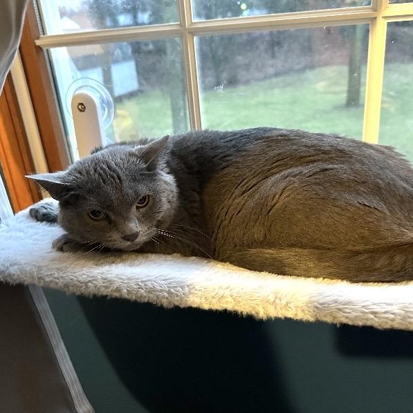 Maggie **Barn cat**, Adoptable, Adult Female Domestic Short Hair.