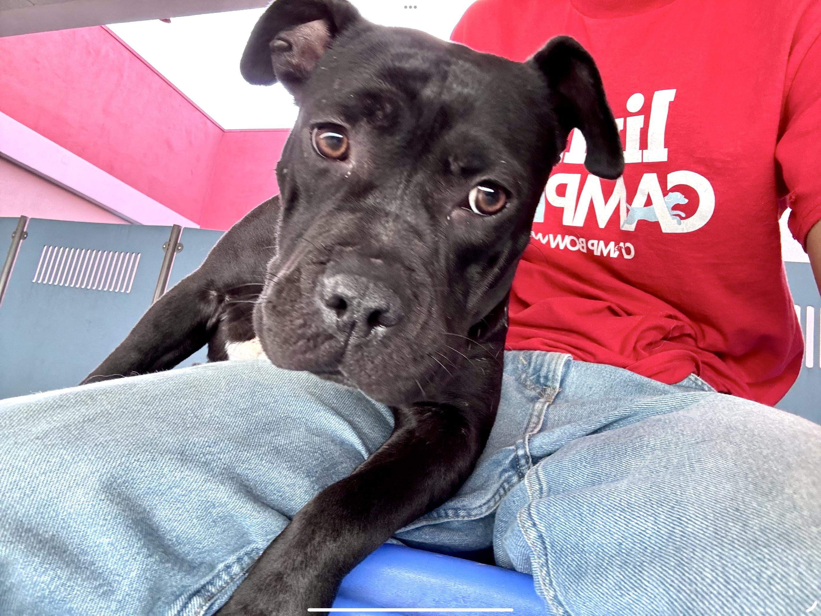 Ember, ADOPTABLE, Young Female Mixed Breed.