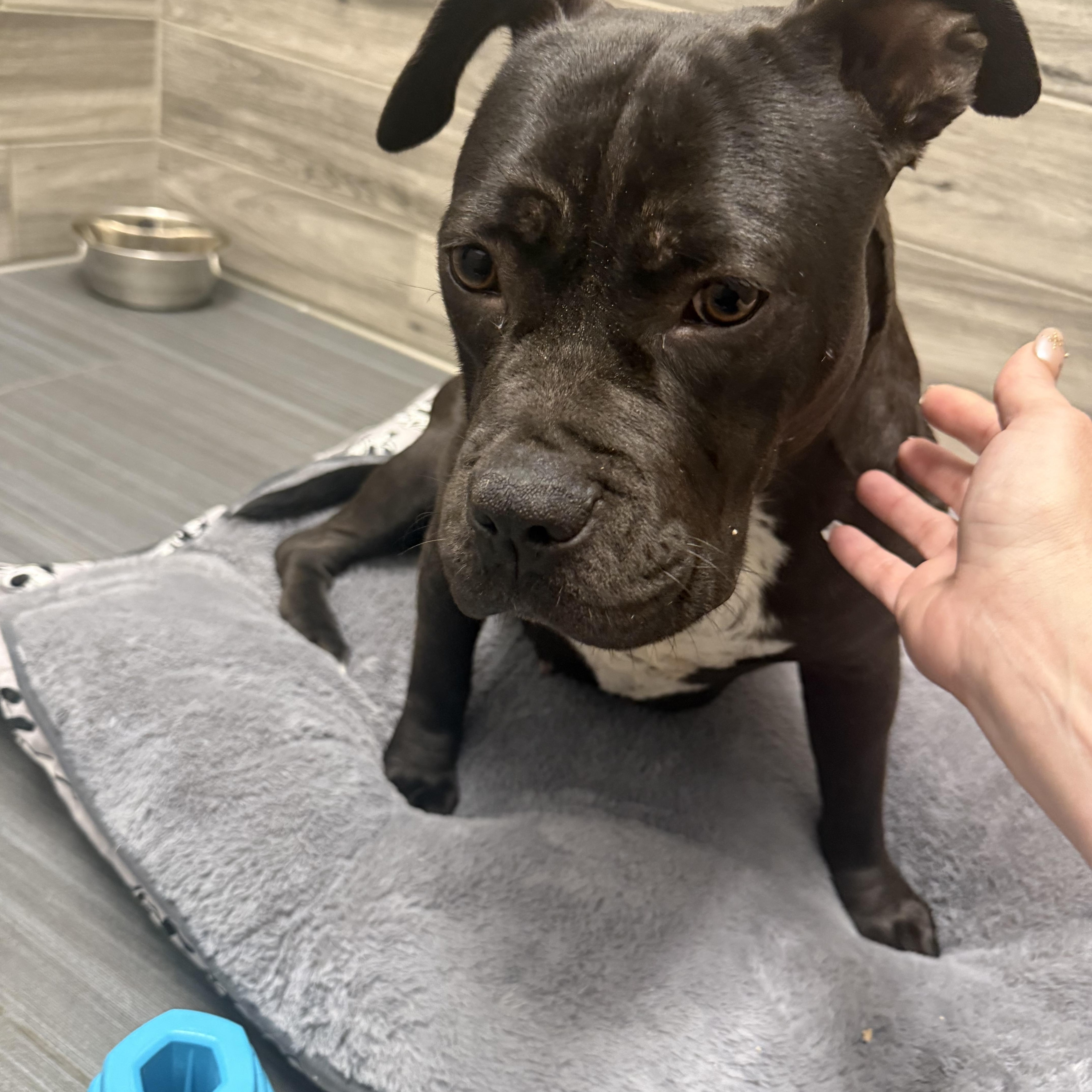 Enlarge Ember, a ADOPTABLE Mixed Breed in San Diego, CA image 6/6