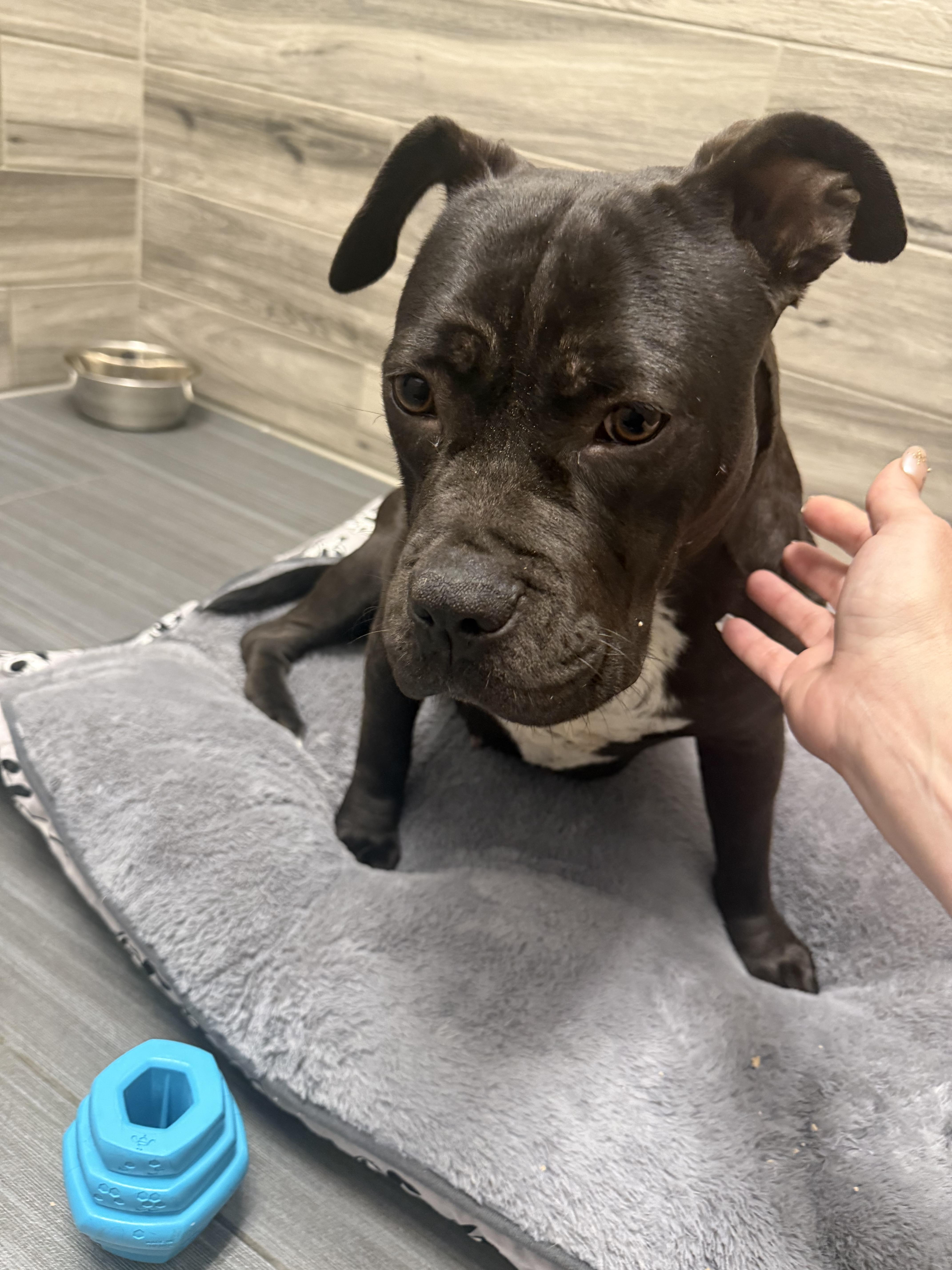 Ember, a ADOPTABLE Mixed Breed in San Diego, CA image 6/6