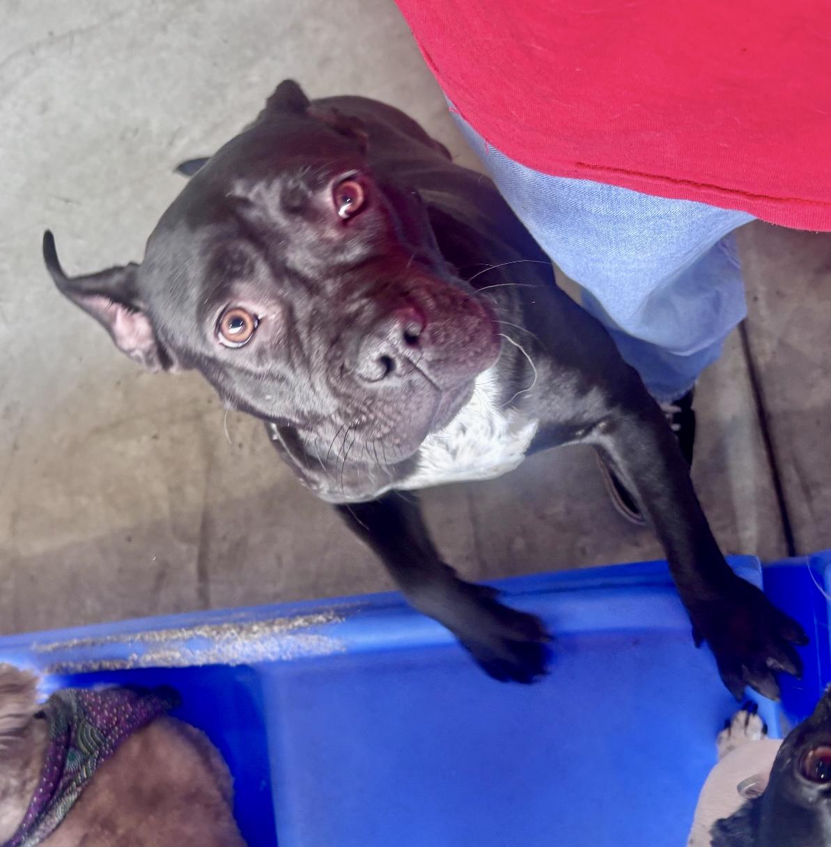 Ember, a ADOPTABLE Mixed Breed in San Diego, CA image 5/6