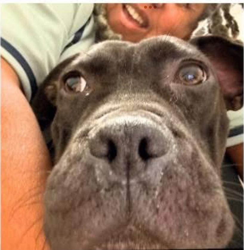 Ember, a ADOPTABLE Mixed Breed in San Diego, CA image 2/6