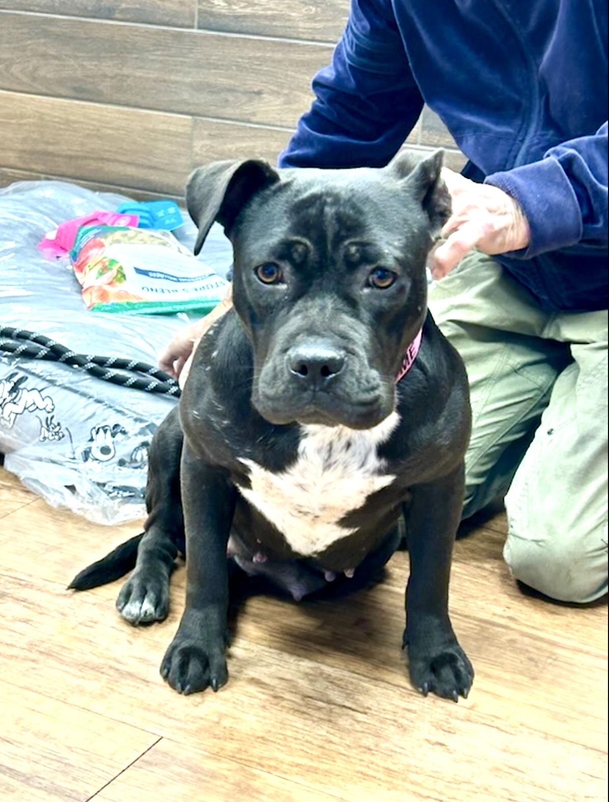 Ember, ADOPTABLE, Young Female Mixed Breed.