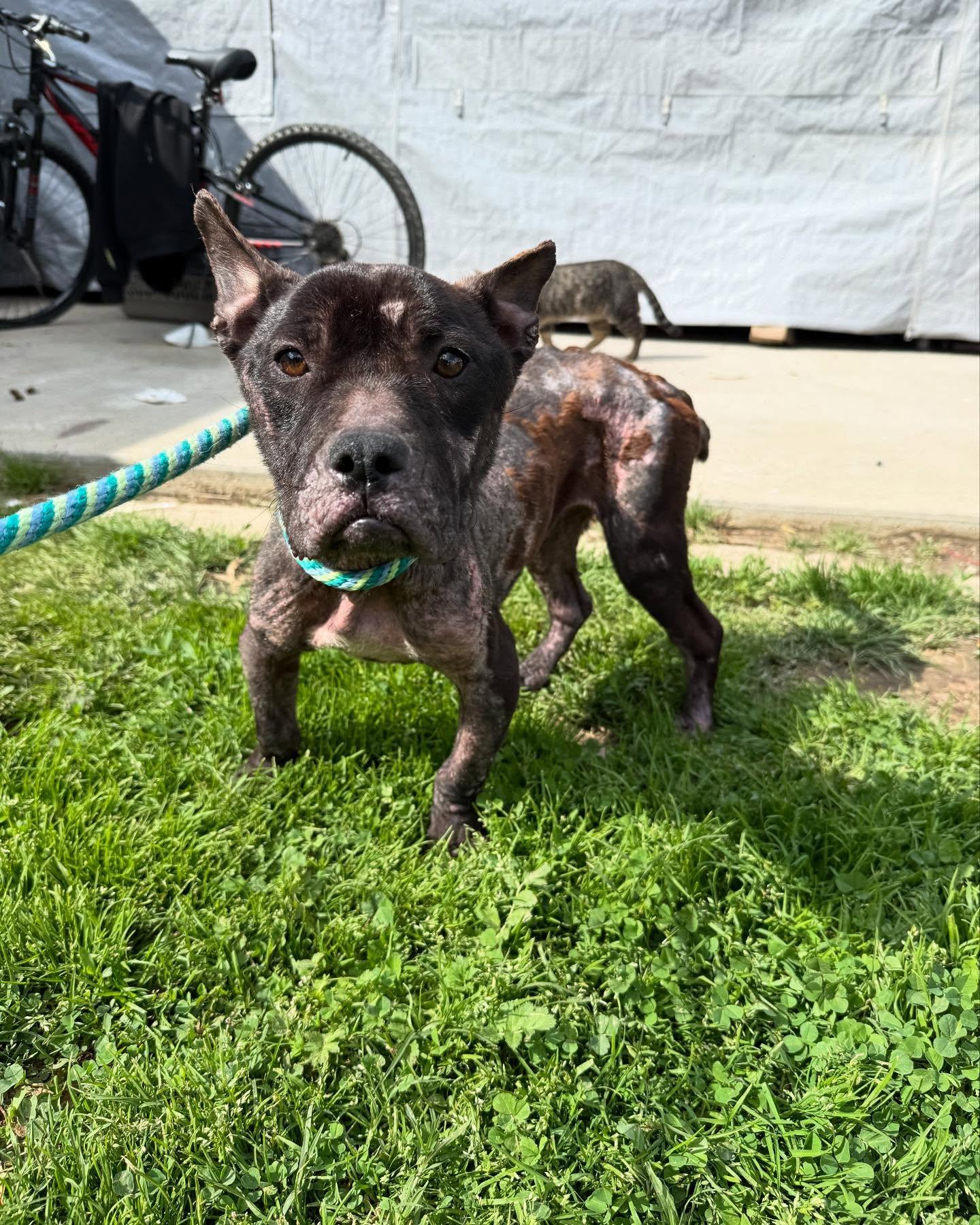 Minka, Adoptable, Puppy Female French Bulldog & Mixed Breed.