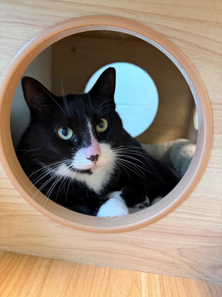 Jupiter, Adoptable, Adult Female Domestic Short Hair.