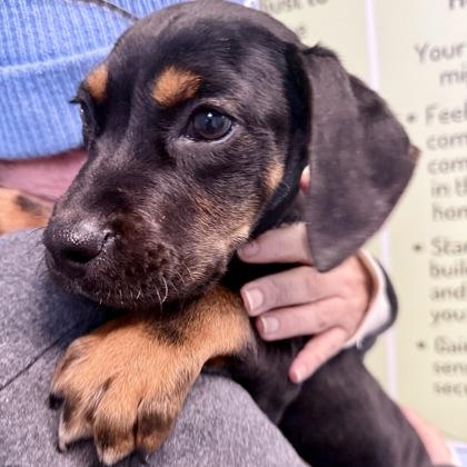 Benny, a Adoptable mixed breed in Largo, FL image 1/2