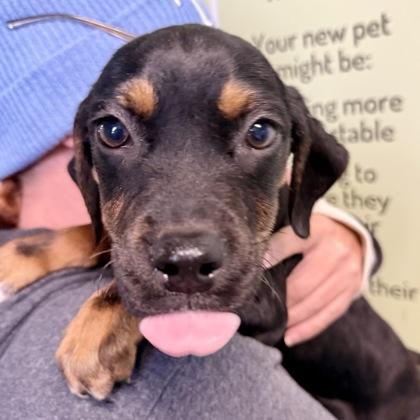 Benny, a Adoptable mixed breed in Largo, FL image 2/2