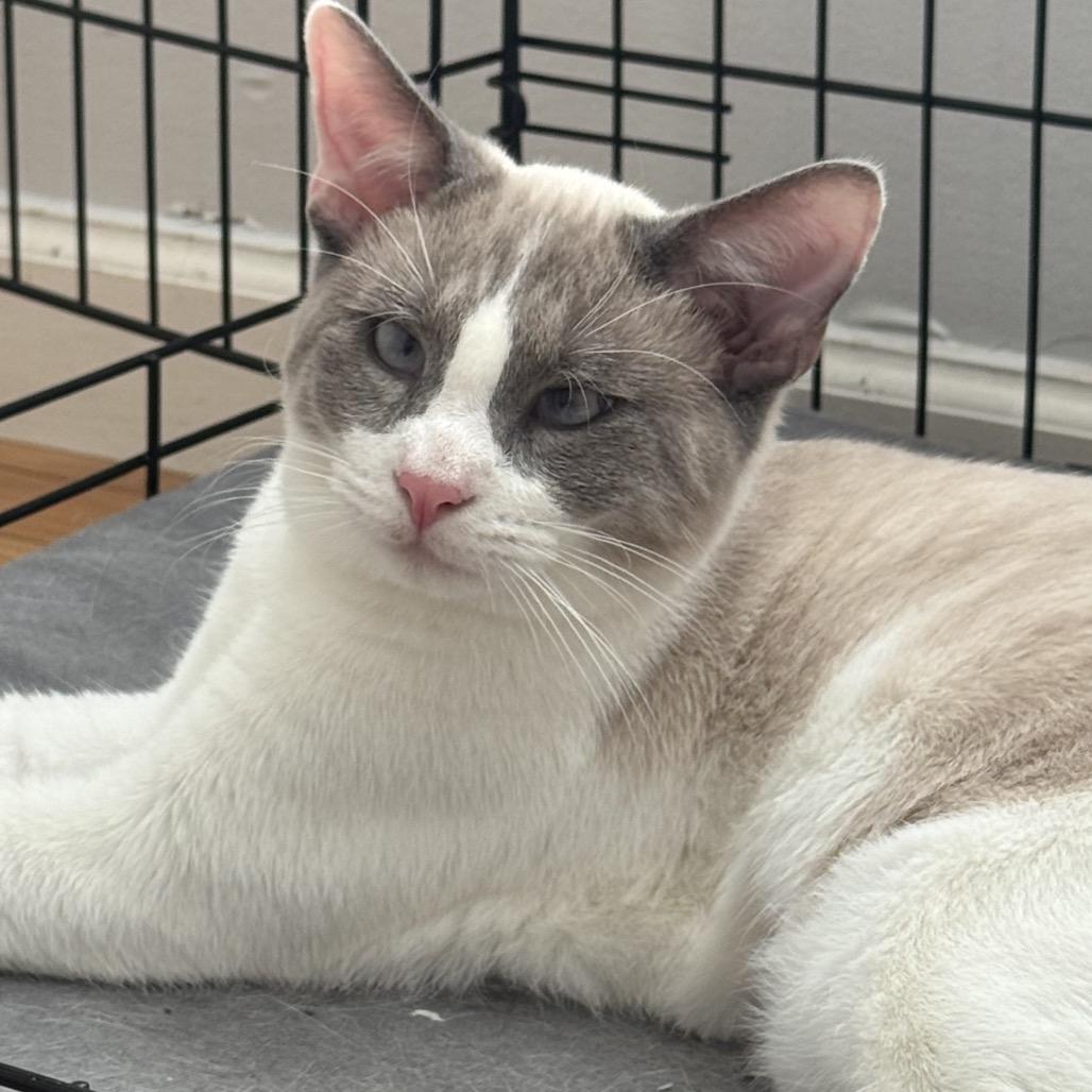 Enlarge Grady, a Adoptable Siamese in mount vernon, AR image 1/1