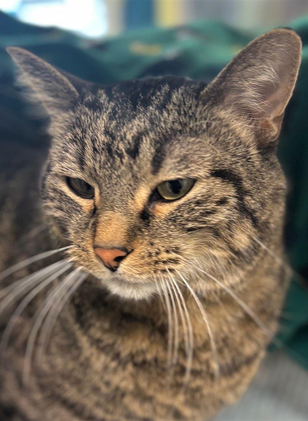 Martin, a ADOPTABLE Domestic Short Hair in Iowa City, IA image 2/2